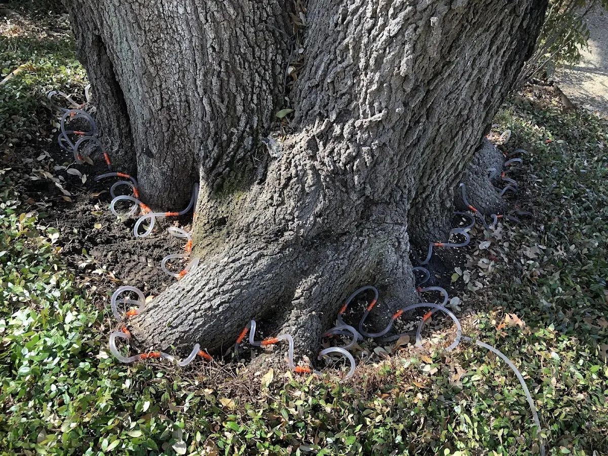 Detailed Tree Cabling and Bracing job site in Putnam