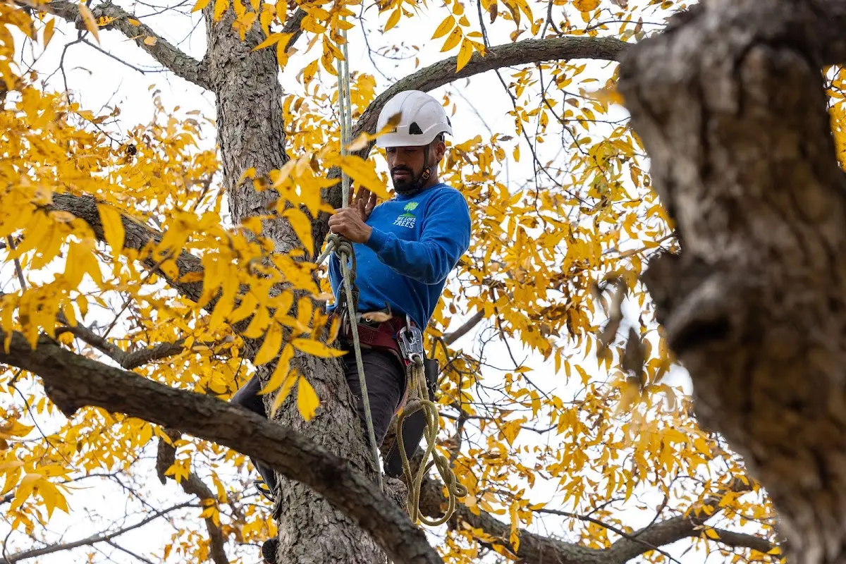 Skilled Tree Transplanting crew working in Putnam